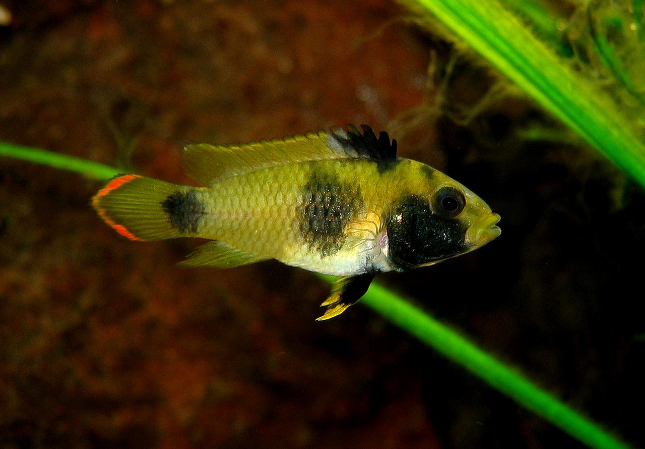 Apistogramma nijsseni